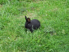 Bunny at DHSI 2008