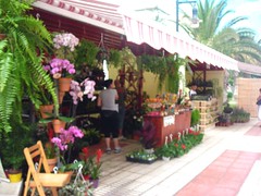 Plant and flower show