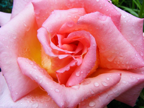 Rose in the rain. by stormlover2007.