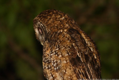 Tawny Wood Owl 灰林鴞 - IMG_8856