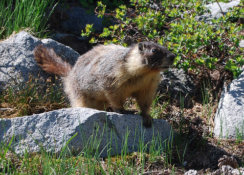 120-Waca Camp Marmot