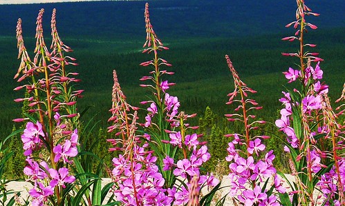 Fireweed by David Cartier.