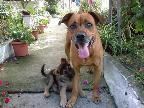 Dog and puppy outside