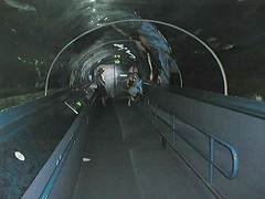 Sydney Aquarium Tunnel