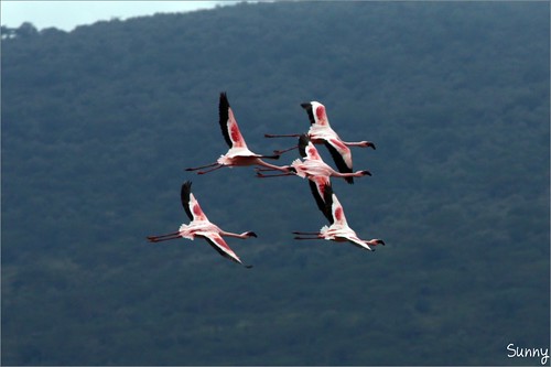你拍攝的 18 Lake Nakuru - Flamingo。