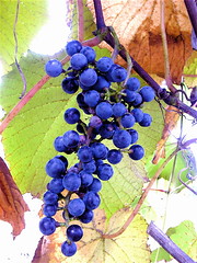 grapevine／ぶどうの木