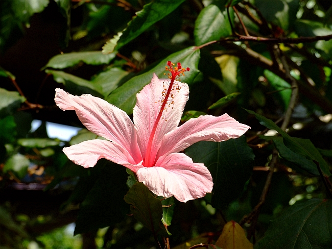 flowering hibiscus