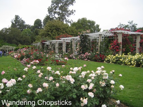 The Huntington Library, Art Collections, and Botanical Gardens (Rose Garden) (Spring) - San Marino 8
