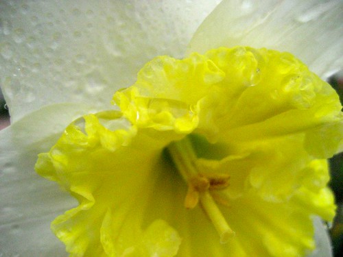 Spring Daffodil at San Damiano