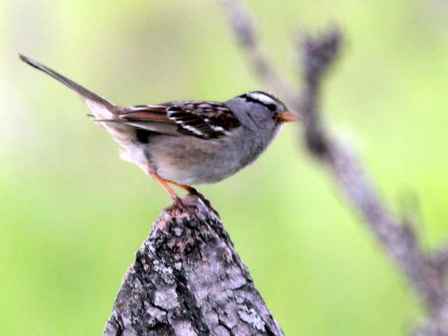 White-crowned Sparrow 20110621