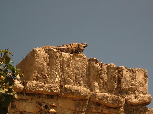 Big lizard (by bandini66)