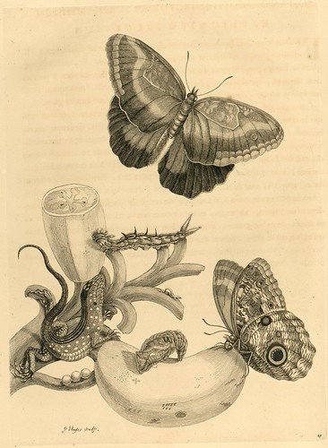 Metamorphosibus Insectorum Surinamensium (p55)