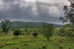 Rajaji Scenery