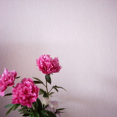 【写真】ミニデジで撮影した芍薬の花