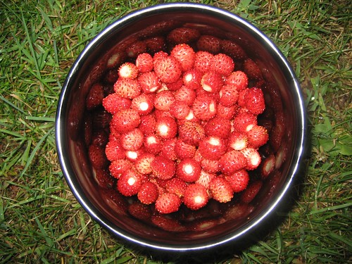 3/4 cup of wild strawberries
