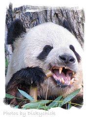 Panda Teeth