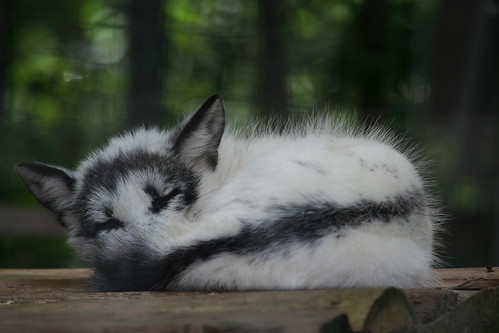 Sleeping Arctic Fox 2 by Ber