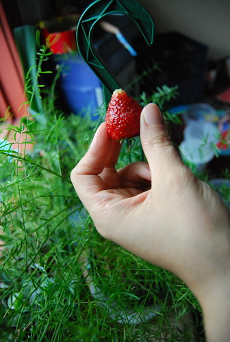 Out-of-season strawberry from the garden!