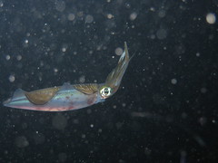 (Large) Squid on Night Dive
