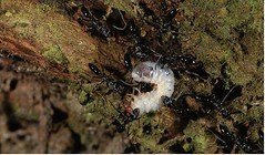 甲蟲的壽命在昆蟲界中算是較長的，但也有許多來不及長大，成為螞蟻的大餐；圖片來源：楊維晟 