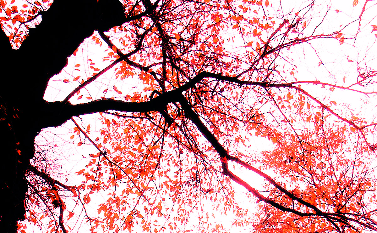 天目山・景徳院 autumn leaves at KEITOKUIN(temple)