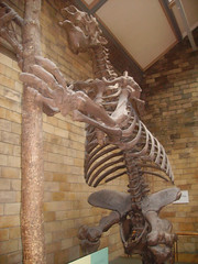 Natural History Museum - Megatherium