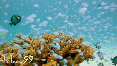 Underwater at Kerama Island of Okinawa, Japan