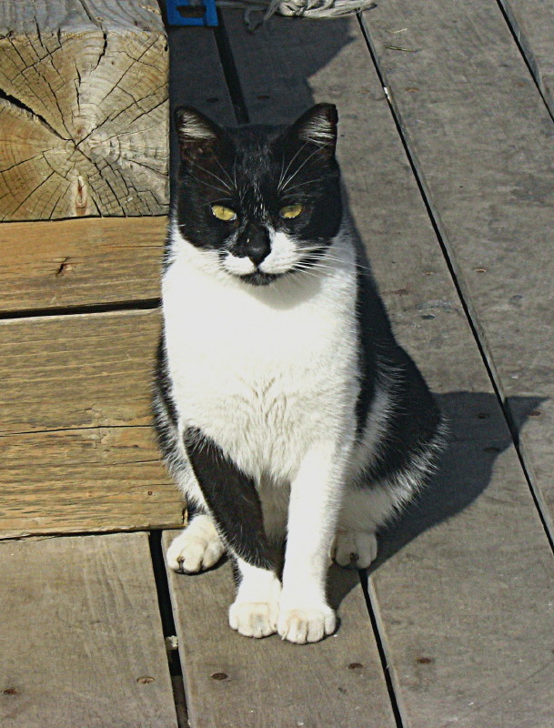 15-2-2009-Ms-Cat