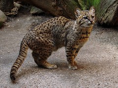 leopardus geoffroyi