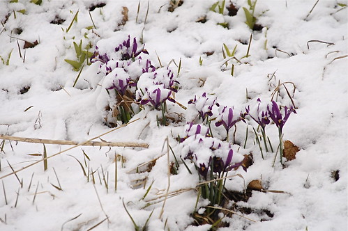 Iris in the Snow