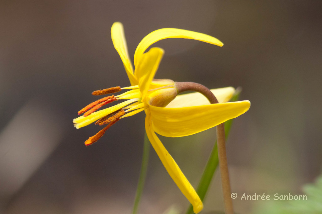 Trout lily (Erythronium americanum)-4.jpg