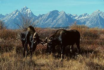 Back dropped by the Tetons, moose fight