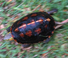 turtle2a