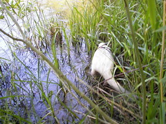 In the marsh
