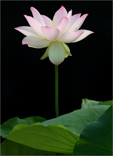 hindu sun tattoo Lotus flower