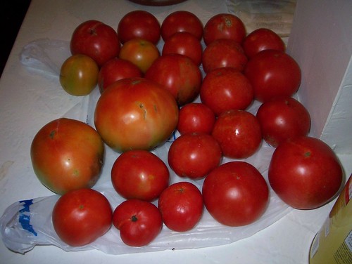 tomatoes from the garden