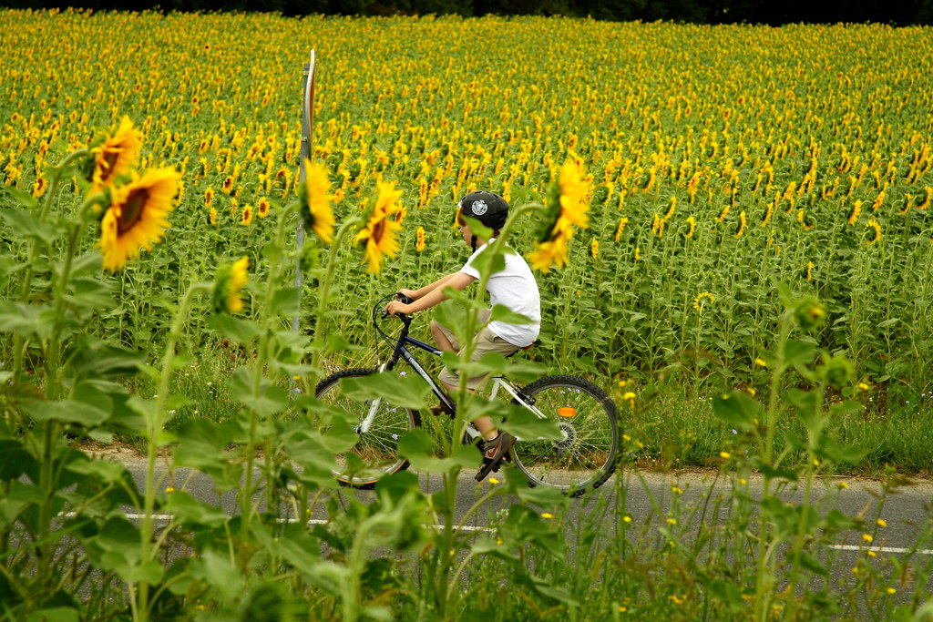 Andrew Biking Through the Sunflowers