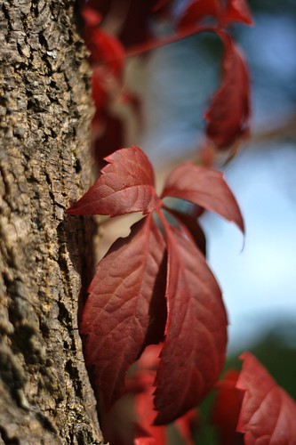 NiftyFifty: Red Leaves (by john_brainard)