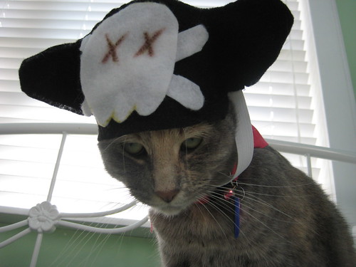 how do I look in my pirate hat?