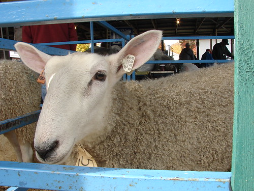 Rhinebeck sheep and wool