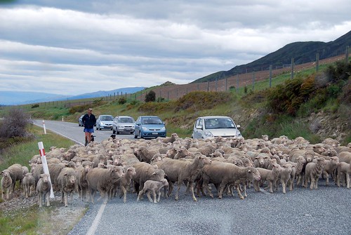 sheep crossing!