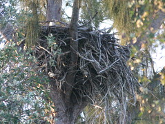 December 13 2008 eagle incubationg