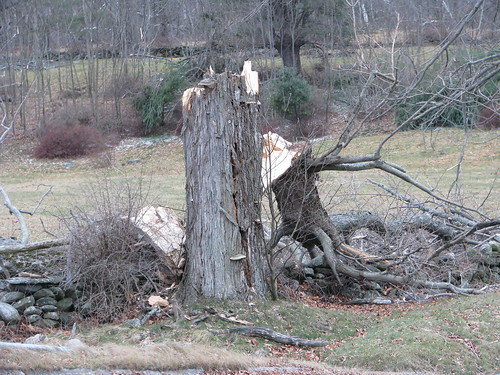 Another broken tree from the ice storm