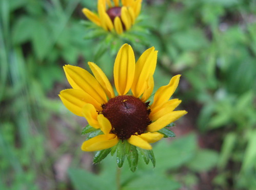 Wildflower along the Appalachian Trail