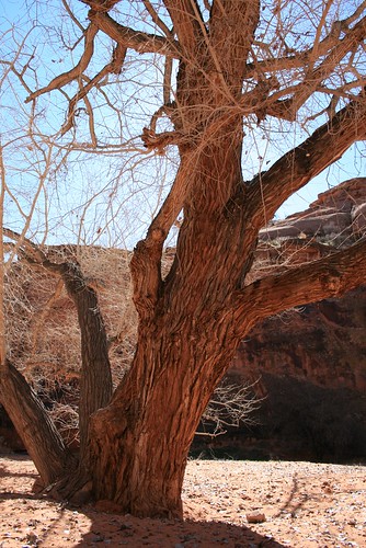 Canyon Tree