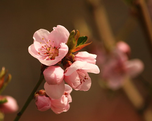 apple tree pictures. Apple Tree Flower | Flickr