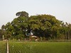 竹山鎮中和里救人老茄苳樹DSCN0209