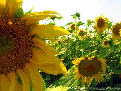 Sun Flower Fields, Punjab