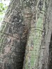 97.05.22平和國小吉貝木棉老樹DSCN0657