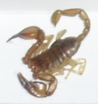 Scorpion, probably Euscorpius carpathicus candiota (flickr)